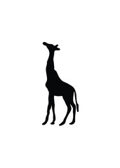 Silhouette of a tall giraffe standing upright, reaching upwards against white background.