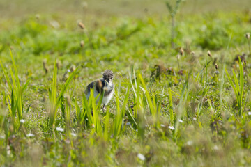 little lapwing chick between flowers, young lapwing in the sunshine still in fluff, lapwing hidden between tall blades of grass and ribwort plantain, sunny day, wild meadow, Vanellus vanellus