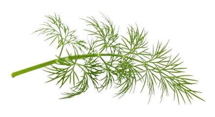 Fresh dill herb sprig isolated on white background