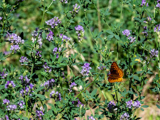 butterfly on a flower