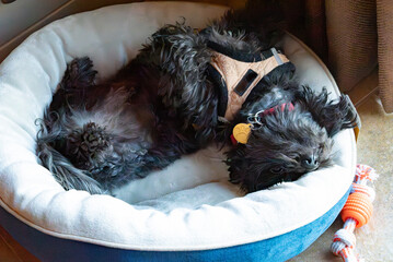 dog sleeping in a basket