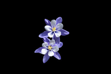 columbine with black background