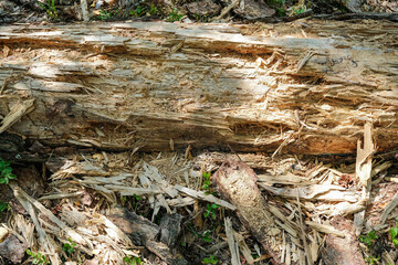 Close-up of a broken tree trunk and wood debris on the forest floor, bathed in dappled sunlight.