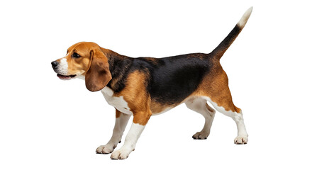 A classic tricolor Beagle dog, standing alert and looking to the left, isolated on a transparent background.