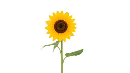 Obraz premium Vibrant Sunflower in Full Bloom Against a White Background