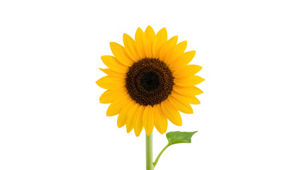 Obraz premium Vibrant Sunflower in Full Bloom Against a White Background