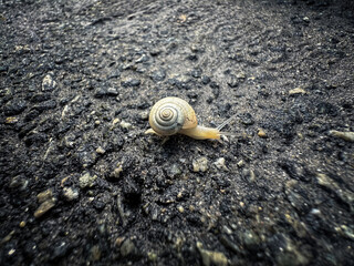 A small baby snail crawls on wet asphalt