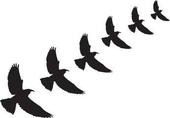 Flying Bird Silhouettes  - Editable Eagle & Hawk Illustrations