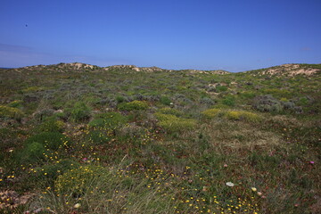 Vegetation on a dune on the Portuguese Atlantic coast