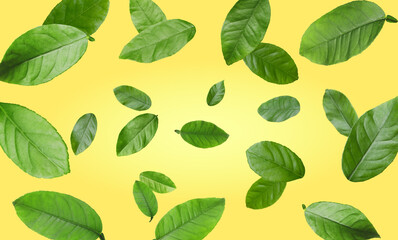Citrus plant leaves in air against pale orange background