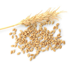 Wheat grains and spikelet on white background, top view