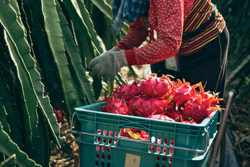 Asian farmers in dragon fruit plantations, farmers picking produce