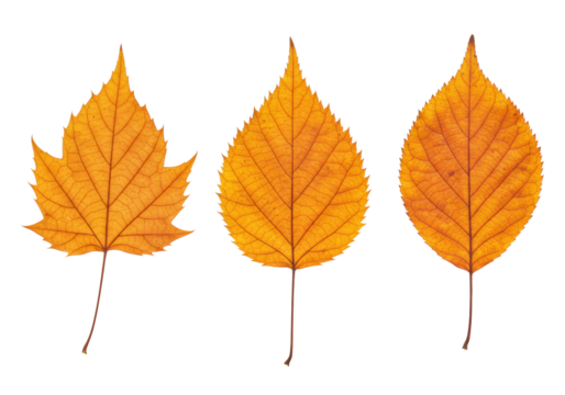 Three dry fallen autumn leaves in golden orange, rich brown, russet tones, with intricate lobes and subtle curl, arranged horizontally on a transparent seamless background with shadowless studio - Powered by Adobe