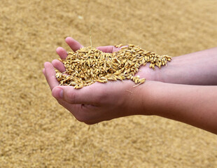 Hand mit Gerste