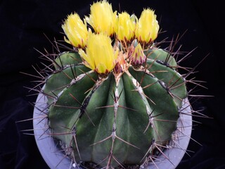 Pachypodium brevicaule with yellow flowers in Korea