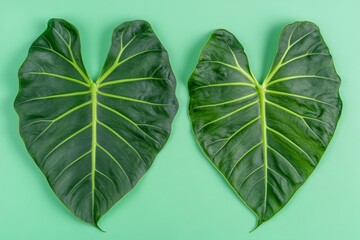 Two heart-shaped leaves against a mint green background.