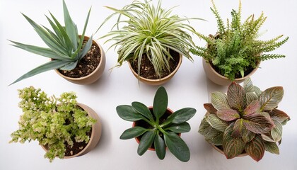 Obraz premium overhead view of six potted plants in various shapes and sizes