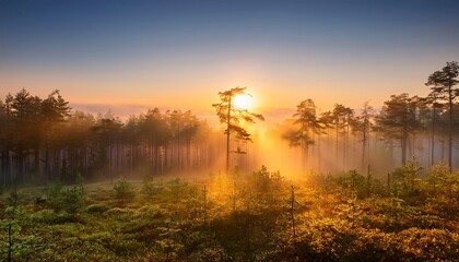 tranquil sunrise in misty forest