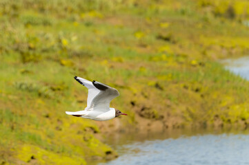 Close up of Black Headed Gull flying above the water in the Newtown National Nature Reserve on Isle of Wight