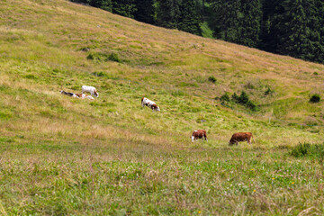 Hiking near San Martino di Castrozza - Valle di Primiero - Italy