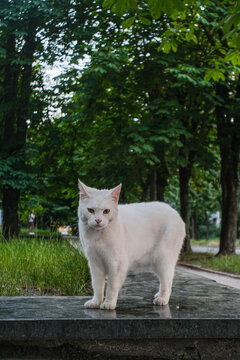 Majestic white cat with golden eyes standing alert on a stone ledge in a tree-lined urban park, observing its surroundings.
