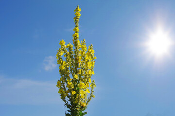 Mullein in the city park of Kharkov, Ukraine. Tall yellow flower stalks of mullein against the blue sky. Medicinal plant.