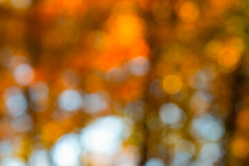 Autumn blur background with foliage. Vibrant fall leaves in soft bokeh light. Yellow maple leaf...