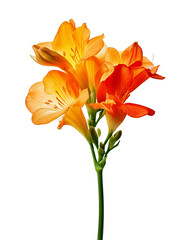 Vibrant orange and yellow alstroemeria flowers against a stark transparent background