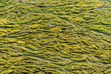 Summer seaweed algae covering the surface of sea water in nature reserve on the Isle of WIght in England
