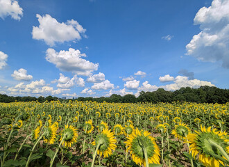 Sunflowers in bloom in Dix Park with downtown Raleigh skyline in the distance