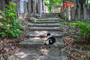 A black and white cat rests peacefully on ancient stone steps at a traditional Japanese shrine in Kyoto, Japan. 