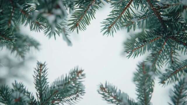A close-up shot of a pine tree covered in snow, great for winter-themed images
