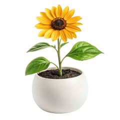Obraz premium 3d realistic sunflower in a white pot