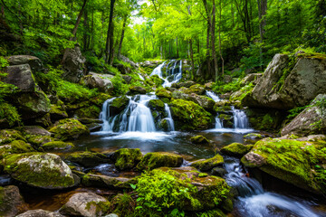 Obraz premium Serene forest stream with cascading waterfalls and lush greenery