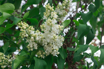  Close-Up of White Lilac Blooms and Green Leaves.