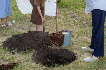 A group of people volunteers work planting young trees in the park and watering them