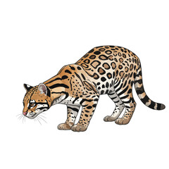 Fototapeta premium Detailed Ocelot Wild Cat Illustration Isolated on White Background Feline Predator