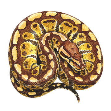 Detailed Illustration of a Coiled Ball Python Snake Isolated on White Background