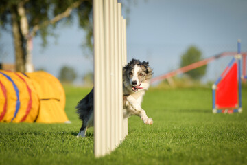 Dog is running slalom on his agility training on agility summer camp czech agility slalom.	