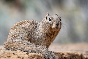 The rock squirrel (Otospermophilus variegatus) is a species of rodent in the family Sciuridae. Mather Point, Grand Canyon Visitor Center, National Park. Arizona