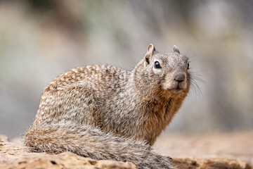 The rock squirrel (Otospermophilus variegatus) is a species of rodent in the family Sciuridae. Mather Point, Grand Canyon Visitor Center, National Park.  Arizona
