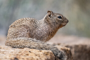 The rock squirrel (Otospermophilus variegatus) is a species of rodent in the family Sciuridae. Mather Point, Grand Canyon Visitor Center, National Park.  Arizona
