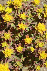 yellow flowering bonfire cushion spurge plant