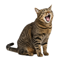 A healthy brown tabby domestic short-haired cat with sleek, glossy fur, sitting upright with eyes squeezed shut, mouth wide open, vibrant pink tongue, on a transparent studio background with copy