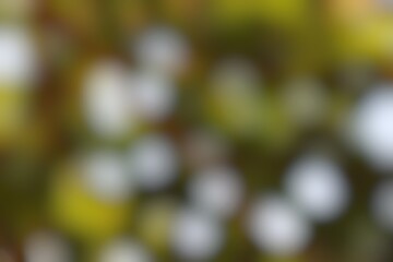 Ephemeral Dandelions Abstract Representation with Soft Focus and Golden Light, subtle shapes and