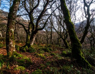 Lush, moss-covered forest