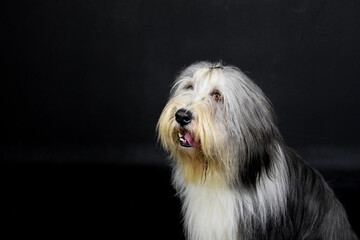 dog playing with bubbles in dark studio. Energetic Whippet chasing soap bubbles in front of black background. Playful, funny moment with bright reflections in the air.	
