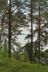 Lake Narach, Belarus. Pines on the lake shore.                               