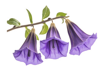 Purple trumpet shaped flowers on a long branch isolated on White or transparent background PNG