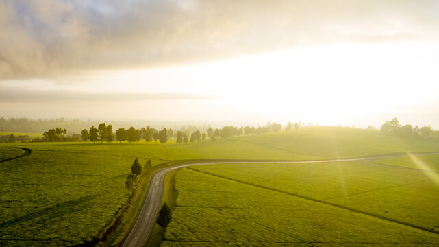 Aerial view of winding road cutting through the bright green fields under a sky of soft clouds and golden light, Nandi Hills, Kenya.